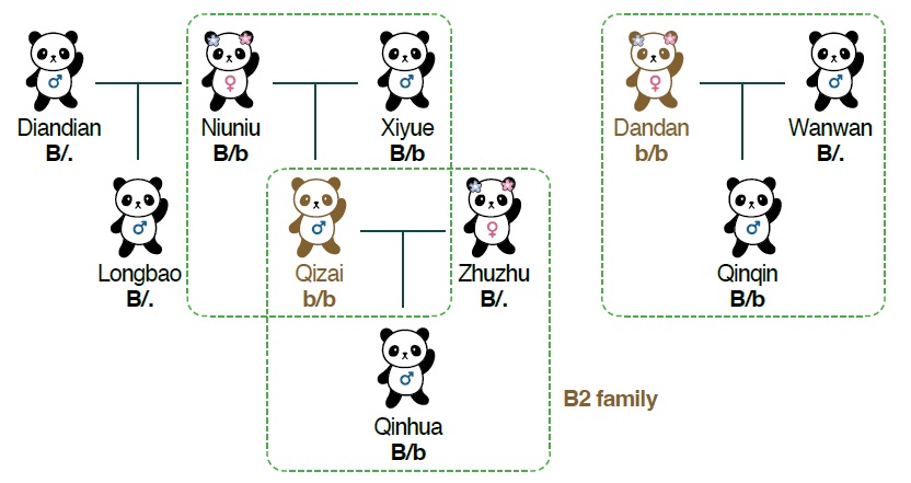 수컷인 치자이(Qizai)와 암컷 단단(Dandan)은 부모 모두가 염기 25개가 누락된 열성 유전자(b)를 물려줬기 때문에 털이 갈색을 띤다. 사진 PNAS