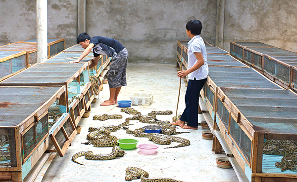 동남아시아 비단뱀 농장. 비단뱀은 고기와 가죽, 지방과 담즙을 얻기 위해 사육된다. Daniel Natusch