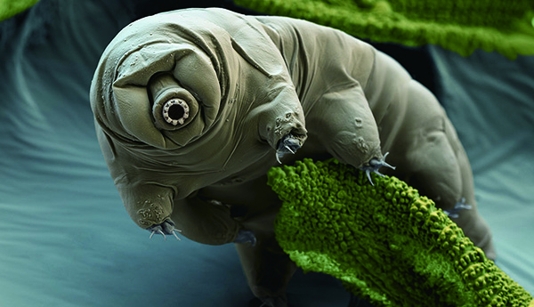 A water bear, known as the strongest animal on Earth, is holding on to moss. Water bears can withstand extreme environments and are frequently used in recent space experiments. Photo Eye of Science