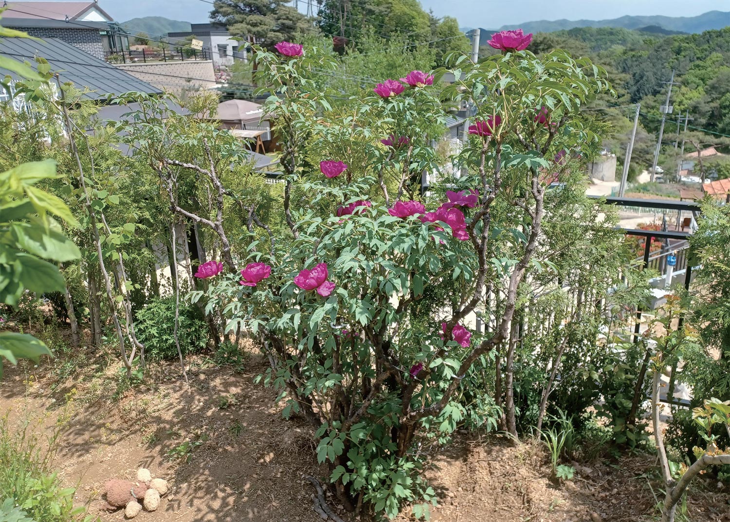 필자의 우거 마당에서 꽃을 피운 고목 모란. /사진=홍광훈