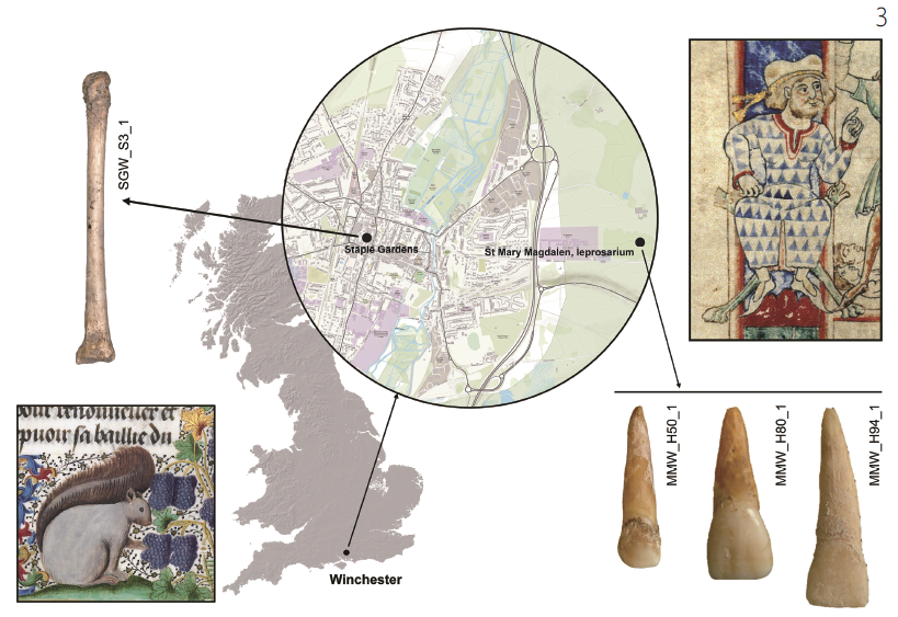3 중세 영국 윈체스터의 모피 공방터에서 나온 붉은 다람쥐 뼈(왼쪽)와 한센병 환자 병원에서 나온 인간 발가락뼈(오른쪽). 유전자를 분석했더니 같은 한센균이 나왔다. 왼쪽 아래는 15세기 책에 그려진 다람쥐이며 오른쪽 위는 12세기 책에서 다람쥐 모피로 안감을 댄 옷을 입은 인물. 사진 Current Biology