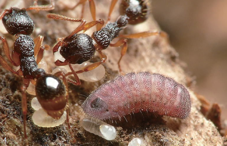 4 개미굴에서 일개미의 보살핌을 받고 있는 부전나비 애벌레(분홍색). 여왕개미가 내는 소리를 흉내 낸다. 사진 일본 규슈대