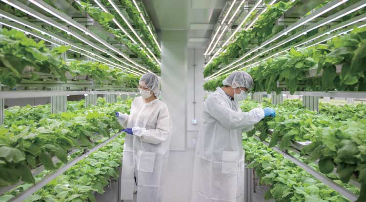 Tobacco leaf cultivation room for producing BioApp's green vaccine. / POSCO International