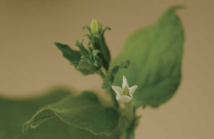 담배 속 식물인 ‘니코티아나 벤타미아나(Nicotiana benthamiana)’. UC 버클리 연구진은 모유에 있는 올리고당을 벤타미아나 잎에서 생산했다. /위키미디어