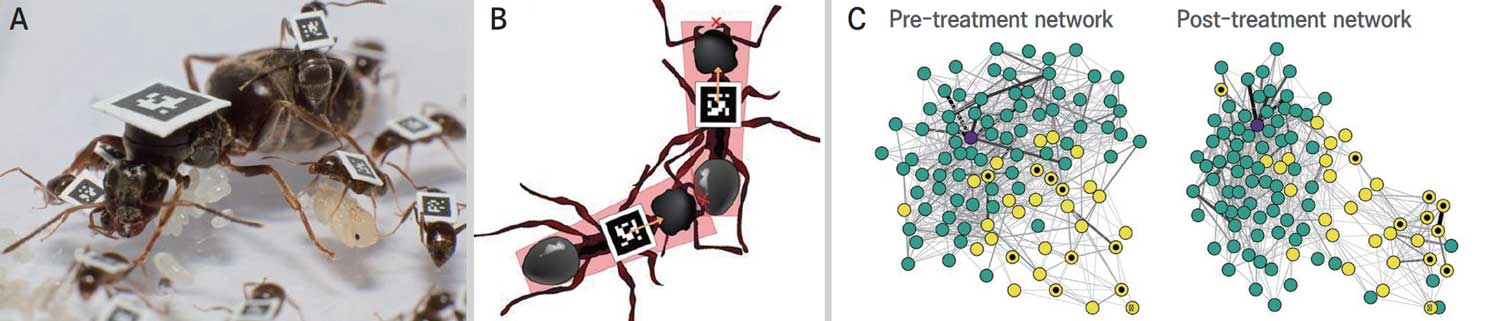 고동털개미(Lasius niger)의 거리 두기와 자가 격리. 태그를 부착하고 접촉 여부를 파악했다(A, B). 여왕개미(보라색), 보육개미(녹색), 채집개미(노란색)를 각각 다른 색으로 표시하고 이동 경로를 표시했다(C). C의 왼쪽은 병원성 곰팡이에 노출되기 전이고 오른쪽은 노출 후다. 개미는 곰팡이에 감염된 채집개미(노란색 가운데 검은점)와 거리를 뒀으며, 감염된 개미는 스스로 무리에서 떨어졌다. /사이언스