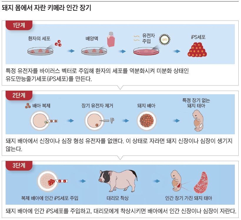 / 자료=셀 스탬 셀