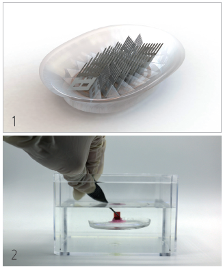 1 빨판상어의 흡반을 모방한 수중 접착 장치. 바깥
쪽 부드러운 부분은 실리콘 고무, 가운데 층판은 형
상기억합금이다. 2 빨판상어의 흡반을 모방한 접착
장치는 물속에서도 부드러운 표면에 단단히 부착할
수 있다. /사진 MIT