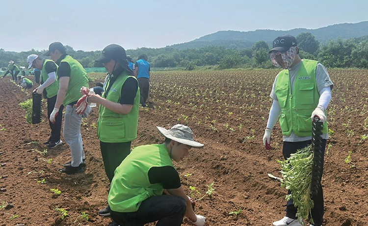 엔에스티바이오 임직원이 농번기 일손 돕기 활동에 참여하고 있다. /사진 엔에스티바이오