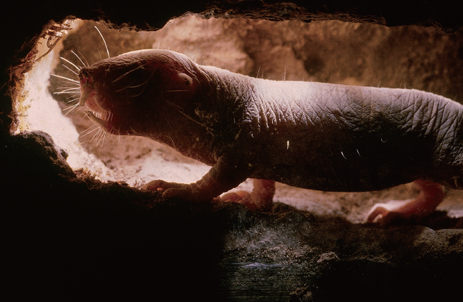 
벌거숭이두더지쥐는 수명이 같은 몸집의 쥐보다 10배나 길다. 
사람으로 치면 800세 이상 사는 셈이다. 암에도 걸리지 않고 통증도 느끼지 않는다. 심지어 산소가 없어도 18분간 견딜 수 있다.  /사진 닐 브롬홀
