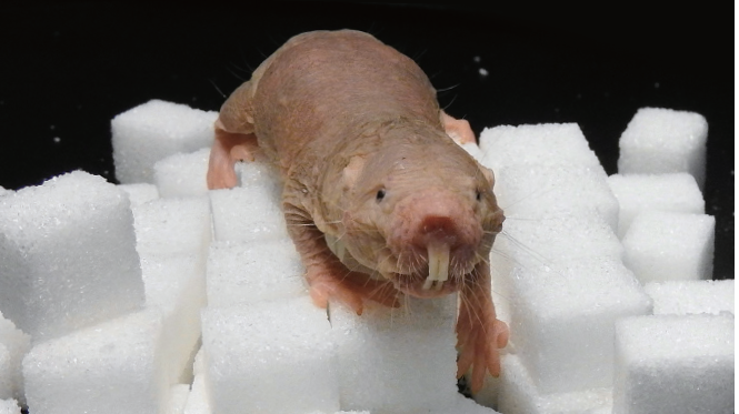 각설탕 위의 벌거숭이두더지쥐.산소가 부족해지면 포도당 대신 과당을 분해해 에너지를 만든다. /사진 독일 막스델브루크연구소