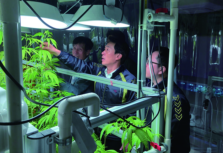 함정엽(가운데) 네오켄바이오 대표와 KIST 강릉분원 천연물연구소 연구원들이 스마트팜에서 의료용 대마를 키우고 있다. /KIST