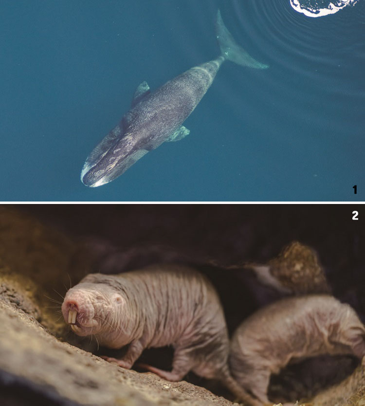 1 북극해에서 헤엄치고 있는 북극고래. /사진 미국 해양대기청(NOAA) 
2 벌거숭이두더지쥐. /사진 셔터스톡