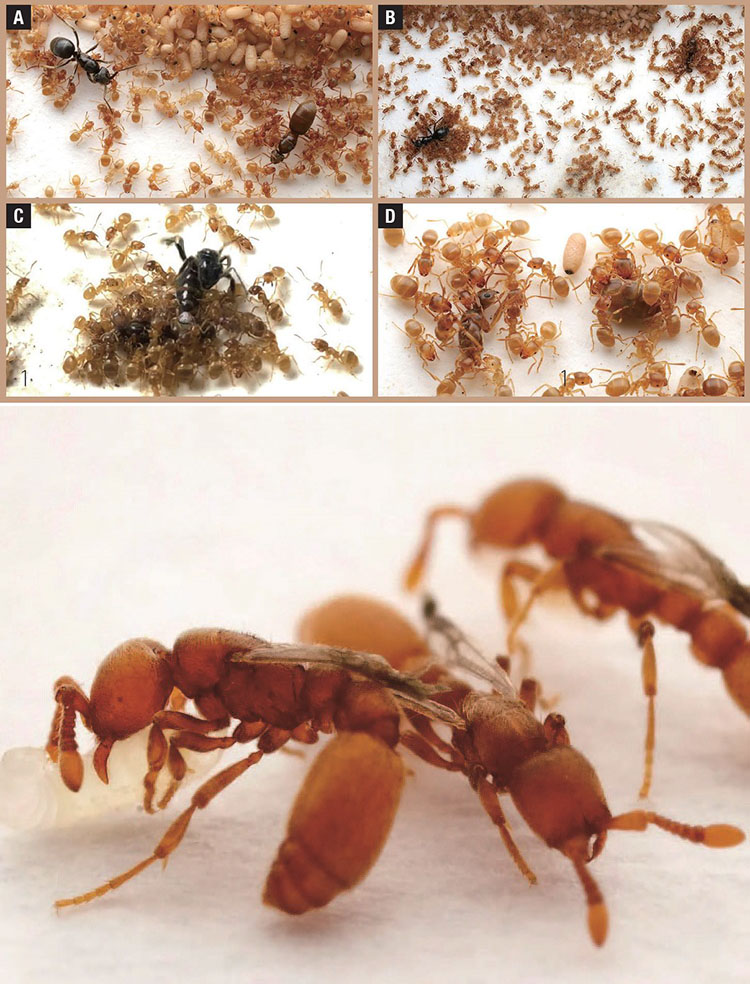 1 모친 살해 과정. (A)기생 개미(왼쪽 검은색)가 여왕개미(오른쪽 갈색)에게 접근해 접촉을 시도한다. (B)기생 개미가 악취 화학물질을 여러 차례 분사하자 여왕개미가
일개미들에게 공격받는다. (C) 기생 개미는 일개미들의 공격을 받는 여왕개미에게 악취가 나는 화학물질을 반복해 분사하고 도망간다. (D) 일개미들에게 허리가 잘린 여왕개미. /사진 커런트 바이올로지 2 약탈 개미인 우세라에아 비로이 군집에서 돌연변이 일개미는 날개가 돋아 여왕개미 행세를 하며 다른 일을 하지 않고 동료에게 기생한다. 이들이 알을 낳으면 동료들이 자기 자식처럼 돌본다. /사진 대니얼 크로나우어