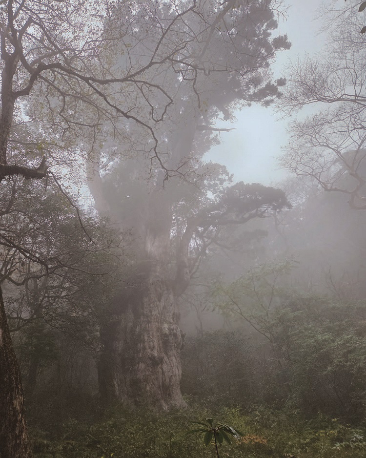 세계 최고 수령 나무로 불리는 조몬스기. /사진 최인한