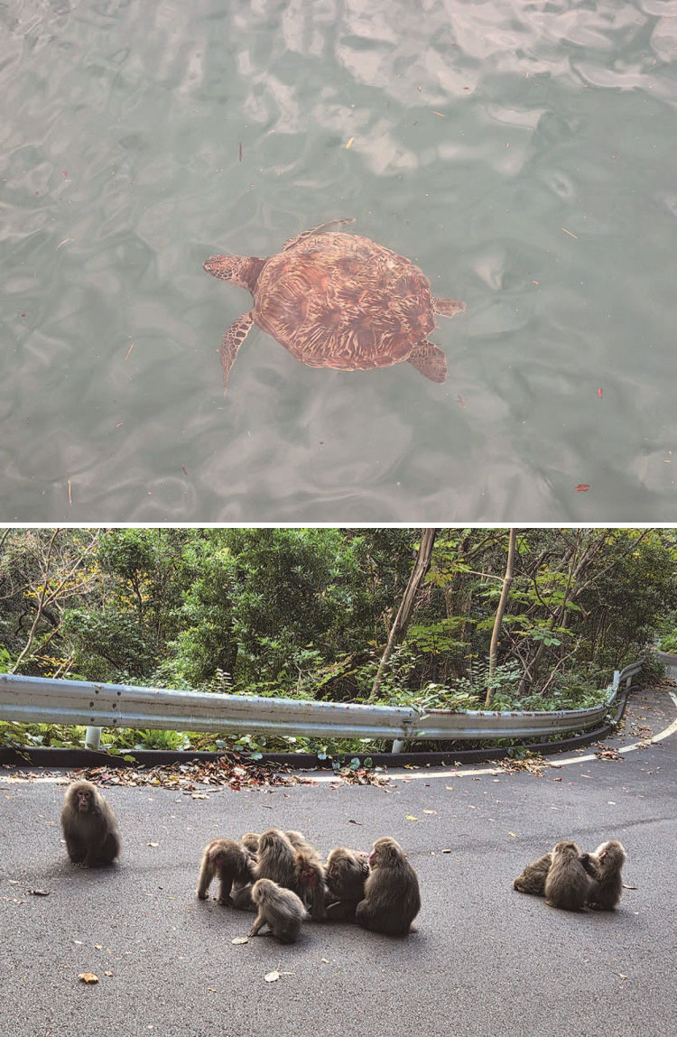 (위) 야쿠시마 남쪽 해안에서 만난 우미가메. (아래) 야쿠시마 산길에서 만난 야쿠자루. /사진 최인한