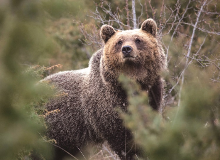 이탈리아 중부 지역에 사는
아펜니노 불곰. 공격성을 줄여 인간과 갈등 소지를 없앴다. /사진 '분자생물학과 진화'