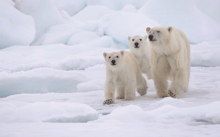 북극곰 어미와 새끼들이 해빙 위를 걷고 있다. 그린란드 남동부에 사는 북극곰의 유전자는 온난화에 따라 해빙이 감소하자 육식 대신 초식에 적응하도록 바뀌었다. /사진 세계자연기금 