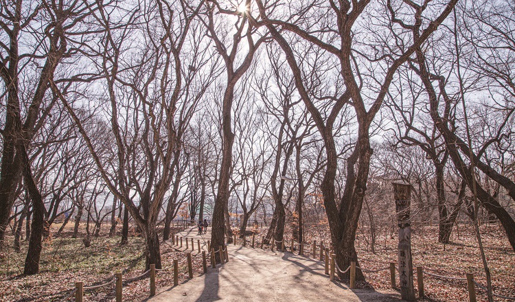 함양상림. /사진 최갑수