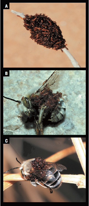미국 사막에 사는 남가뢰 애벌레는 나뭇가지 끝에 모여 꿀벌 암컷 흉내를 낸다(A). 암컷으로 착각한 꿀벌 수컷이 다가오면 등에 올라탄다(B). 수컷이 진짜 암컷과 짝짓기하면 암컷으로 옮겨 타고 벌집으로 침입한다(C). / 사진 네이처