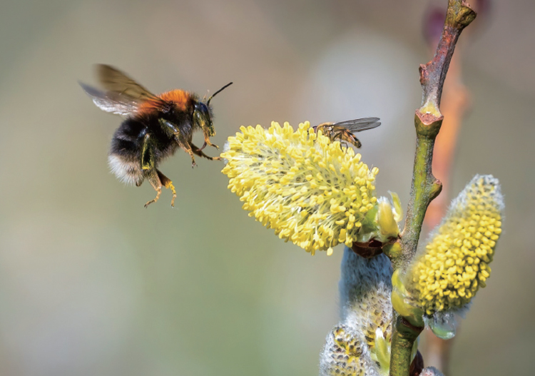봄에 호랑버들 꽃을 찾은 뒤영벌. 공중 정지 비행 중 날갯짓이 만든 하강기류가 체온 급상승을 막는다. /사진 Bumblebee Conservation Trust