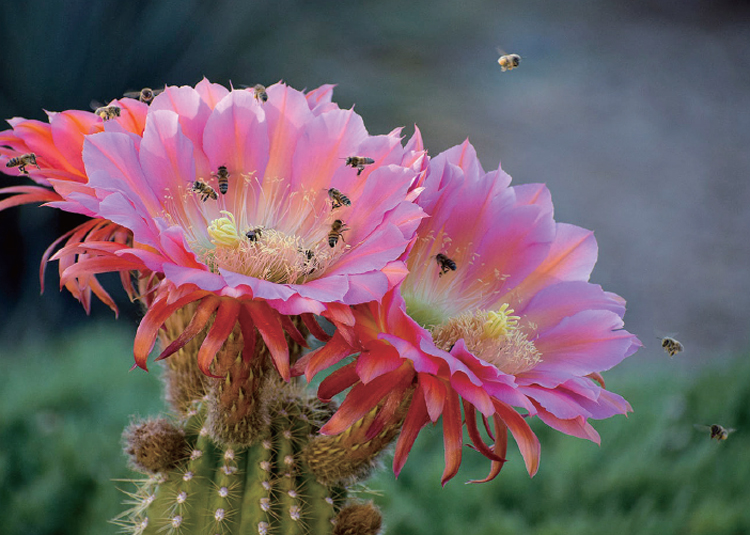 미국 애리조나주 사막의 선인장 꽃에 몰린 꿀벌들. 기온이 올라가면 체온 상승을 막기 위해 날갯짓 횟수를 줄이고 진폭은 넓혀 비행 효율을 높인다. /사진 미 애리조나 주립대