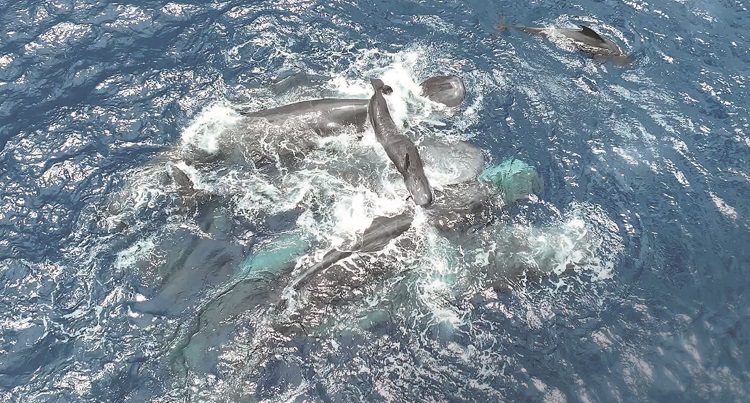 향고래들은 출산 과정에서 혈연관계가 없어도 공동 양육 행동을 보였다. 암컷 향고래들은 동료가 낳은 새끼가 스스로 헤엄칠 수 있을 때까지 물 위로 들어 올려 익사를 방지했다. /사진 CETI