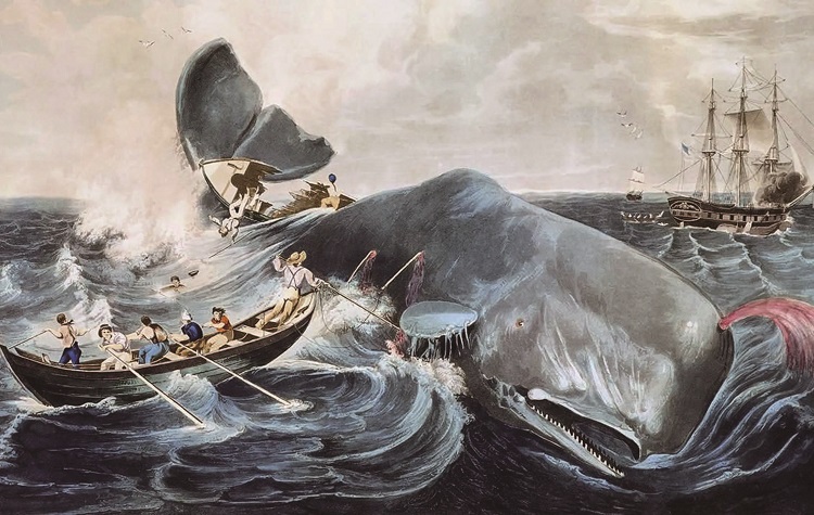1835년 채색 판화 '향고래 포경'. 이빨고래 중 가장 큰 향고래는 18세기만 해도 전 세계에 110만 마리 이상이 살았지만, 상업적 포경이 확산하면서 1880년 29%까지 감
소했다. /사진 위키미디어 커먼스